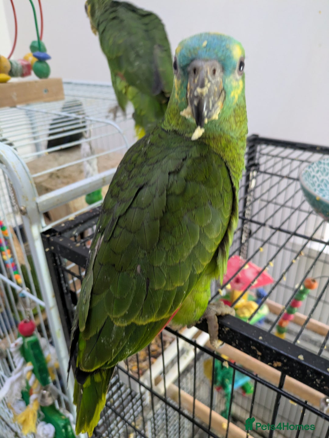 Parrots birds for sale: Hand reared super friendly blue fronted Amazons  - Advert 3