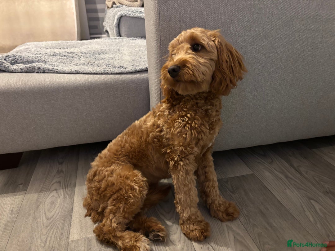 Cockapoo dogs for sale: Cockapoo  - Image 4