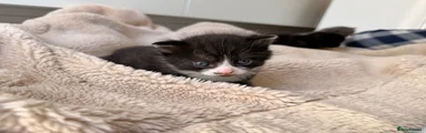 Domestic Shorthair Kitten 2