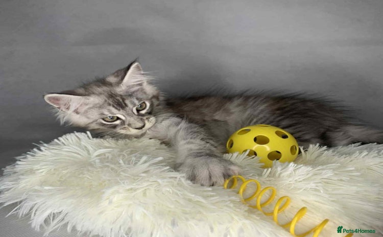 Maine Coon cats - Advert 1