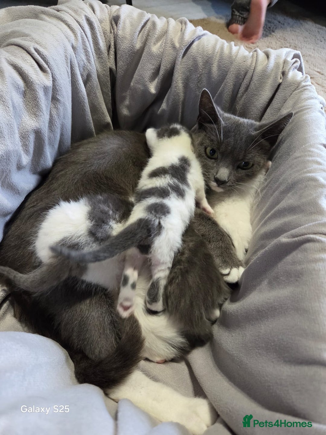Russian Blue cats for sale: Russian blue cross - Image 1