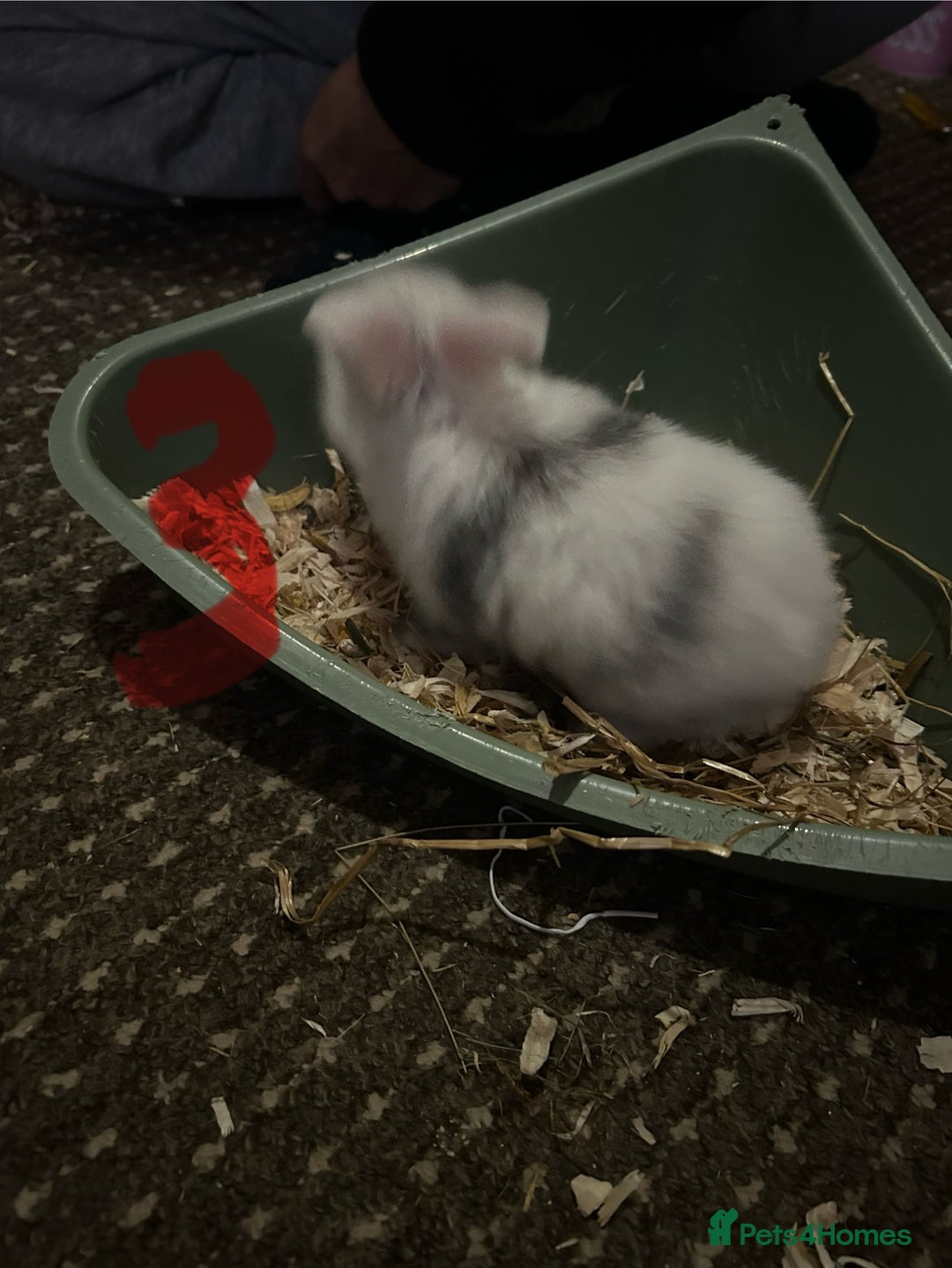 Mixed Breed rabbits for sale: Bunnies for sale  - Advert 7