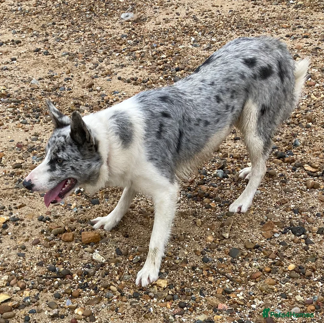 Border Collie dogs for stud: Dukelle Otis  in Benfleet - Advert 6