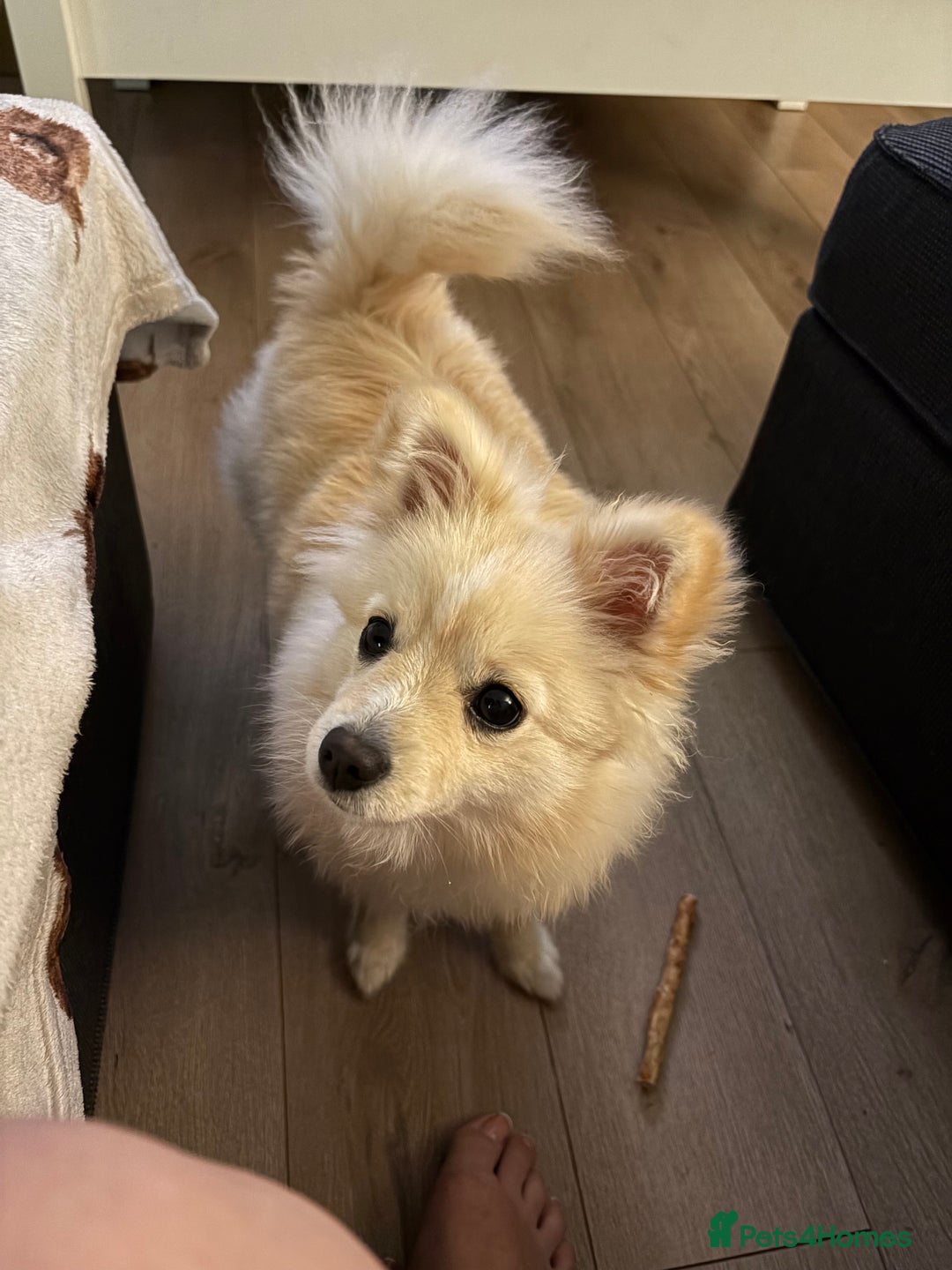 Pomeranian dogs for sale: Honey - 7 month old intact female Pomeranian  - Image 3