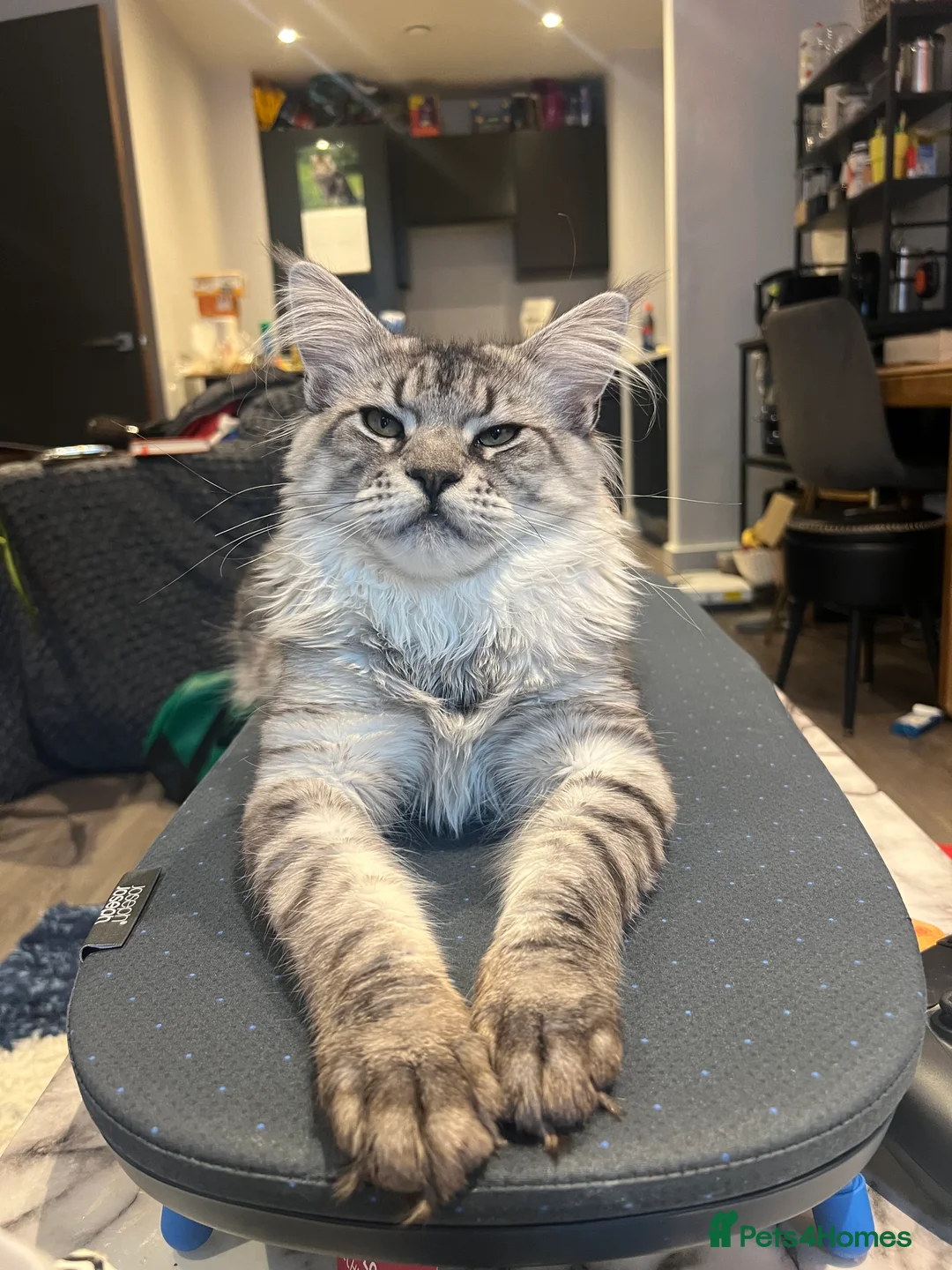 Maine Coon cats for stud: Silver Striped Male for STUD - Advert 5