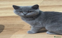 British Shorthair cats for sale: British short hair Urgent new home needed - Image 3