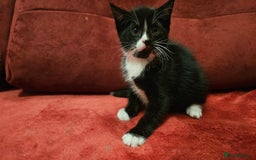 Mixed Breed cats for sale: adorable kittens are looking for a new home - Image 12
