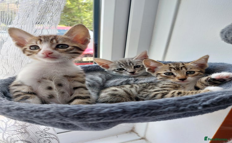 Savannah cats - Advert 6