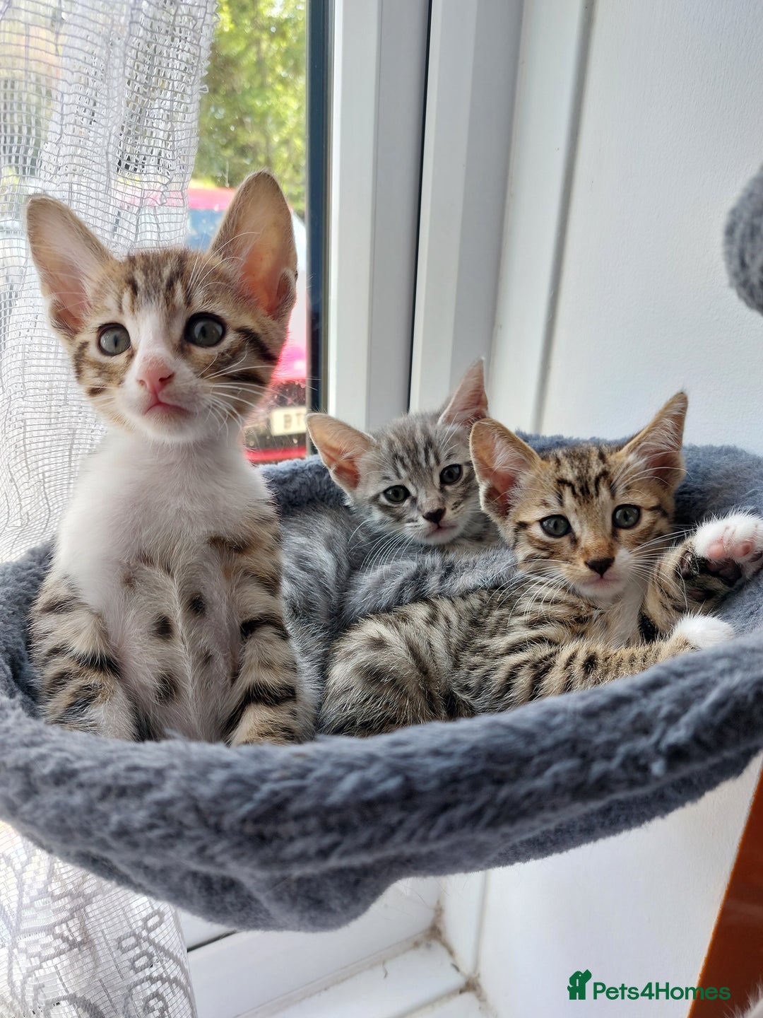 Savannah cats for sale: Playful Savannah F5 Mix Kittens for Loving Homes - Image 1