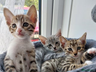 Savannah cats - Advert 9