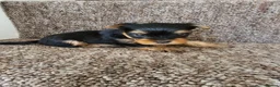 Yorkshire Terrier dogs for sale: 3 girls 🩷 and 1 boy 🩵 - Advert 7