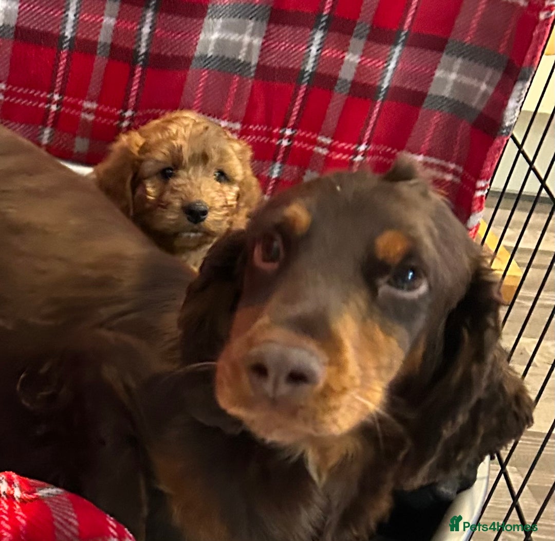 Cockapoo dogs for sale: 🐕‍🦺🐶ADORABLE COCKAPOO 🐶 🐕‍🦺 - Advert 5