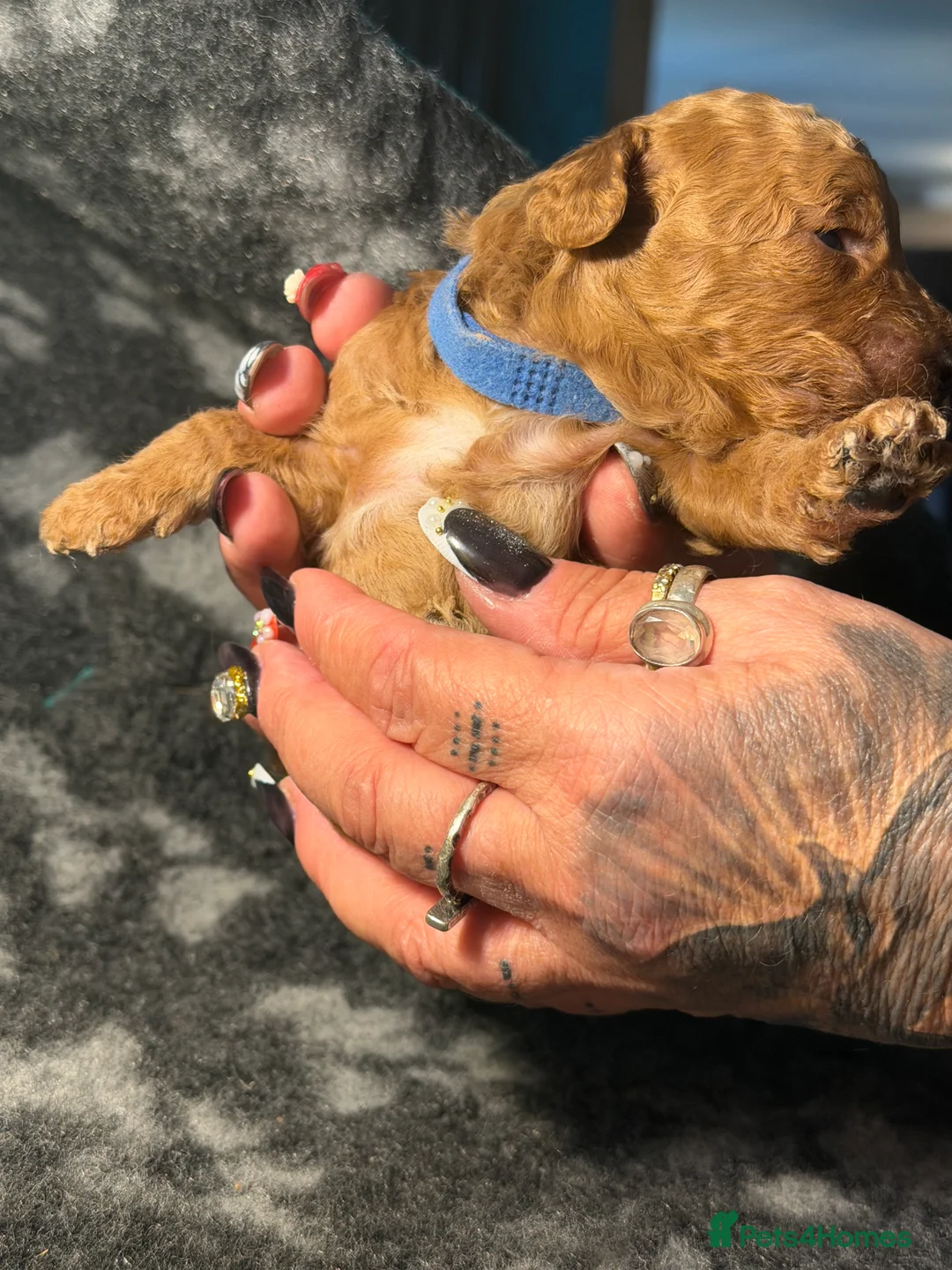 Toy Poodle dogs for sale: Fox Red Genuine pure Toy Poodle Puppies in Bournemouth - Advert 2