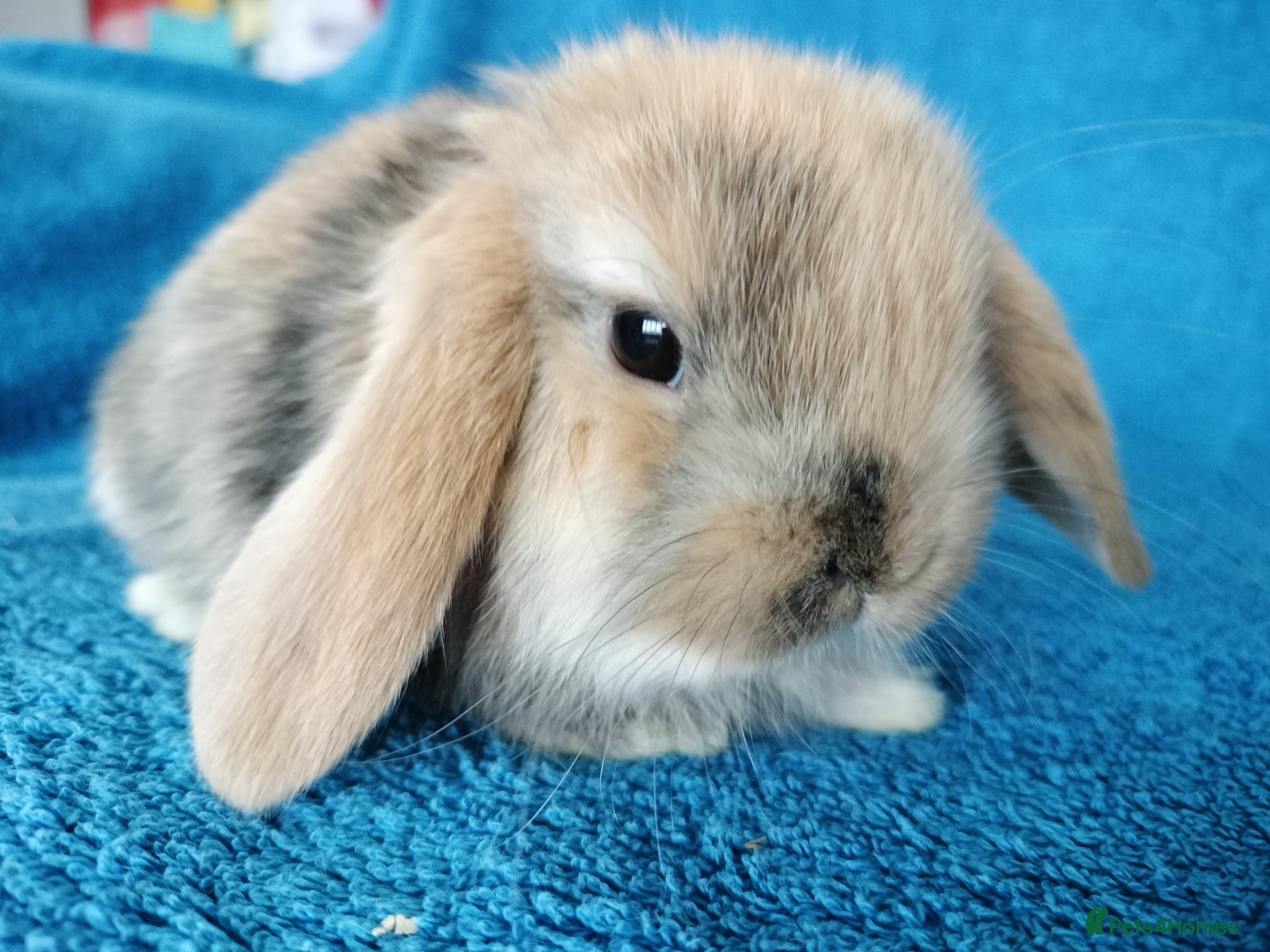 Mini Lop rabbits Baby mini lops for sale  - Advert 3