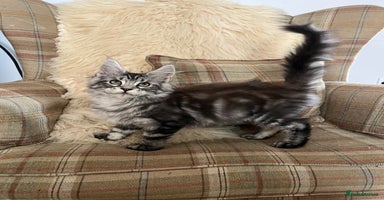 Maine Coon cats - Advert 14