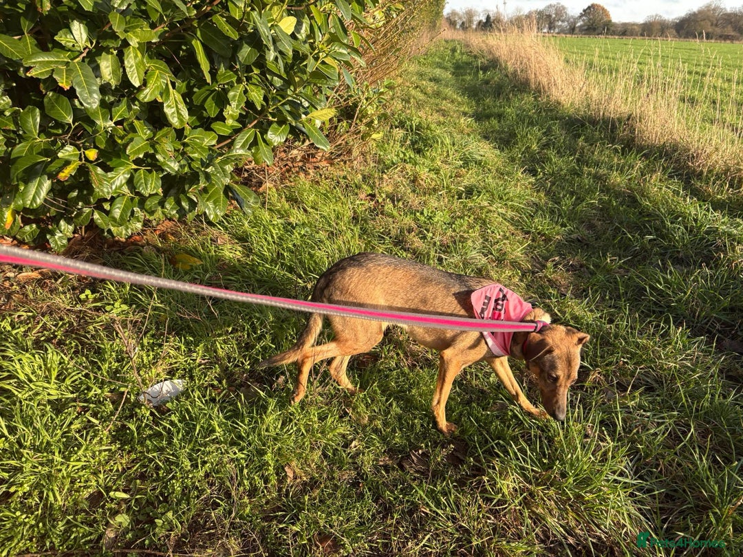 Mixed Breed dogs for adoption: Flora - Norwich Norfolk  - Advert 16