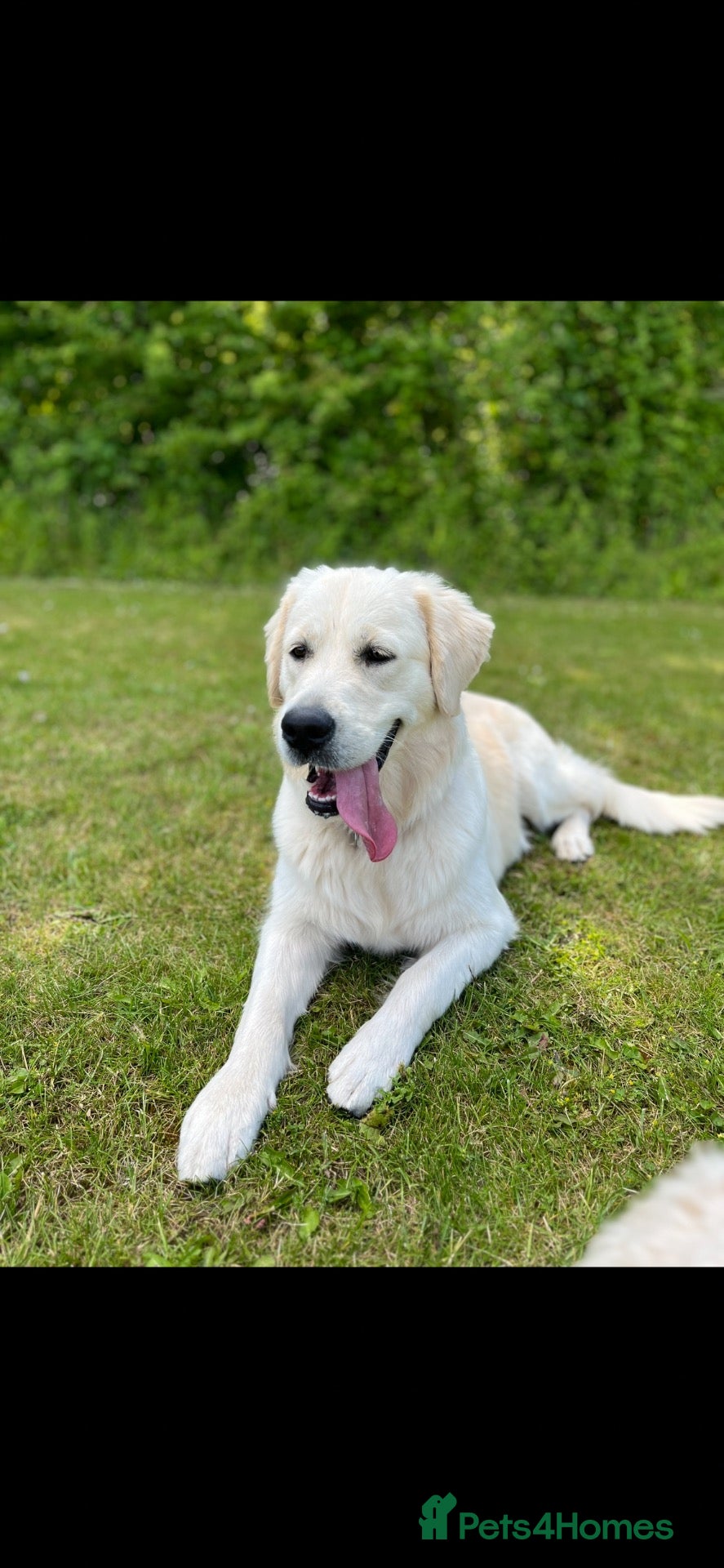 Golden Retriever dogs Our beautiful lady Harper is expecting puppies xx - Advert 1