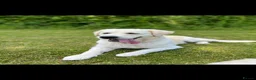 Golden Retriever dogs for sale: Our beautiful lady Harper is expecting puppies xx - Advert 1