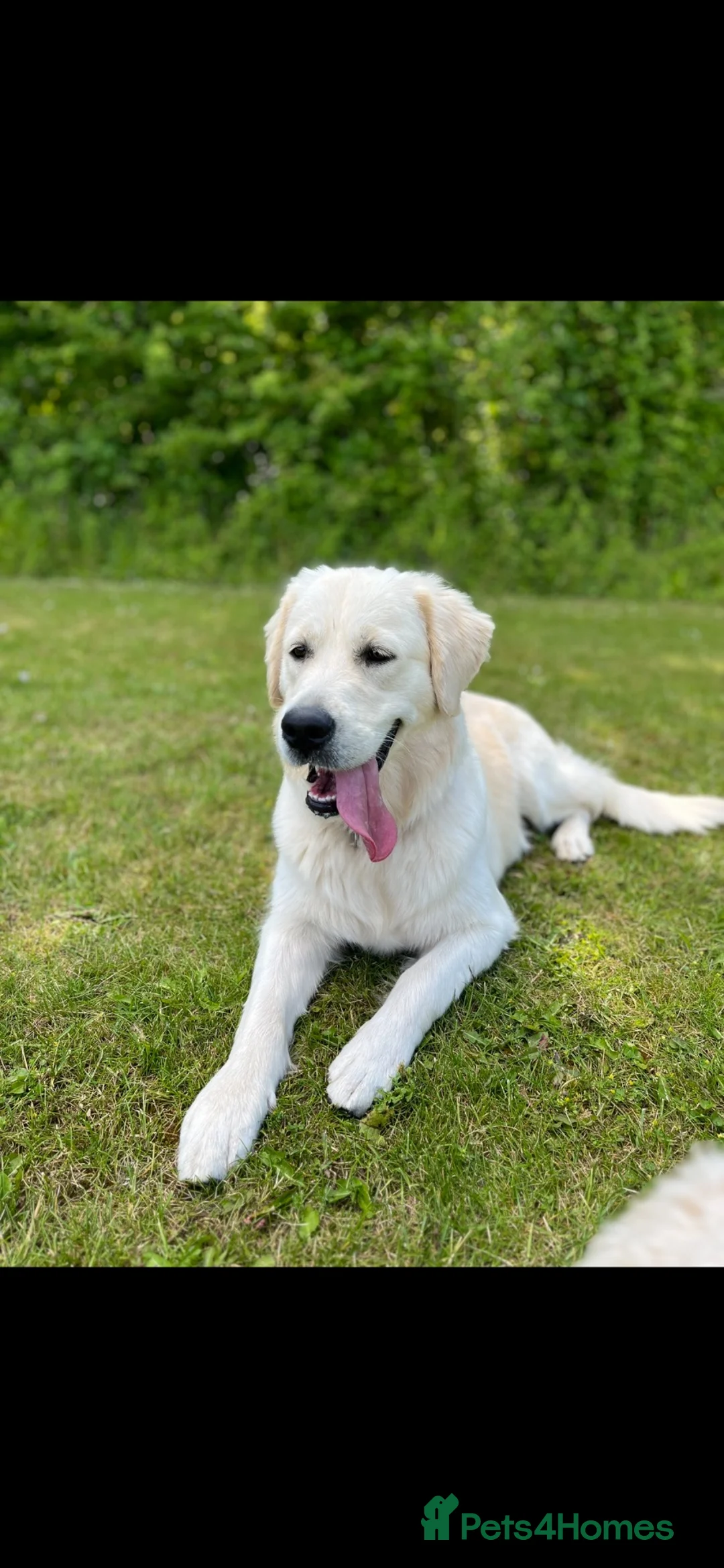 Golden Retriever dogs for sale: Our beautiful lady Harper is expecting puppies xx - Advert 1