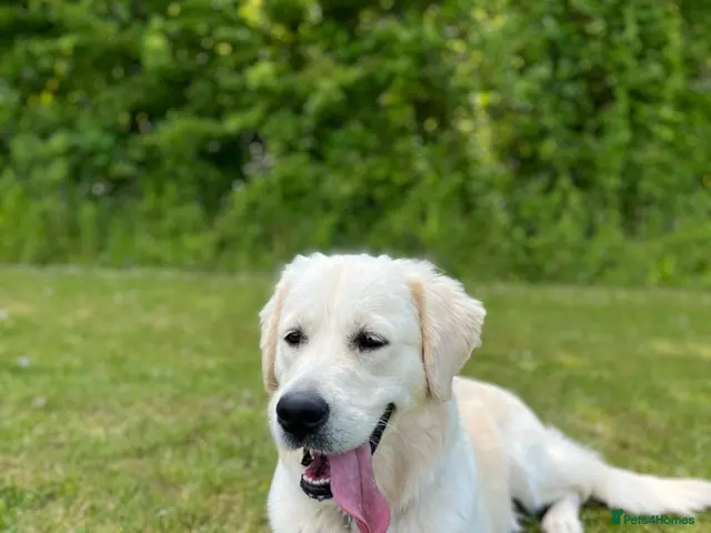 Golden Retriever dogs for sale: Triarder Golden retrievers,health tested mum & Dad - Advert 9