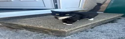 Mixed Breed cats for sale: Cat black and white - Advert 1