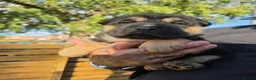 Mixed Breed dogs for sale: Shepard Peis - Advert 24