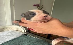 Boston Terrier dogs for sale: Exceptional Blue Boston Terrier Puppies 💙🐾 - Image 9