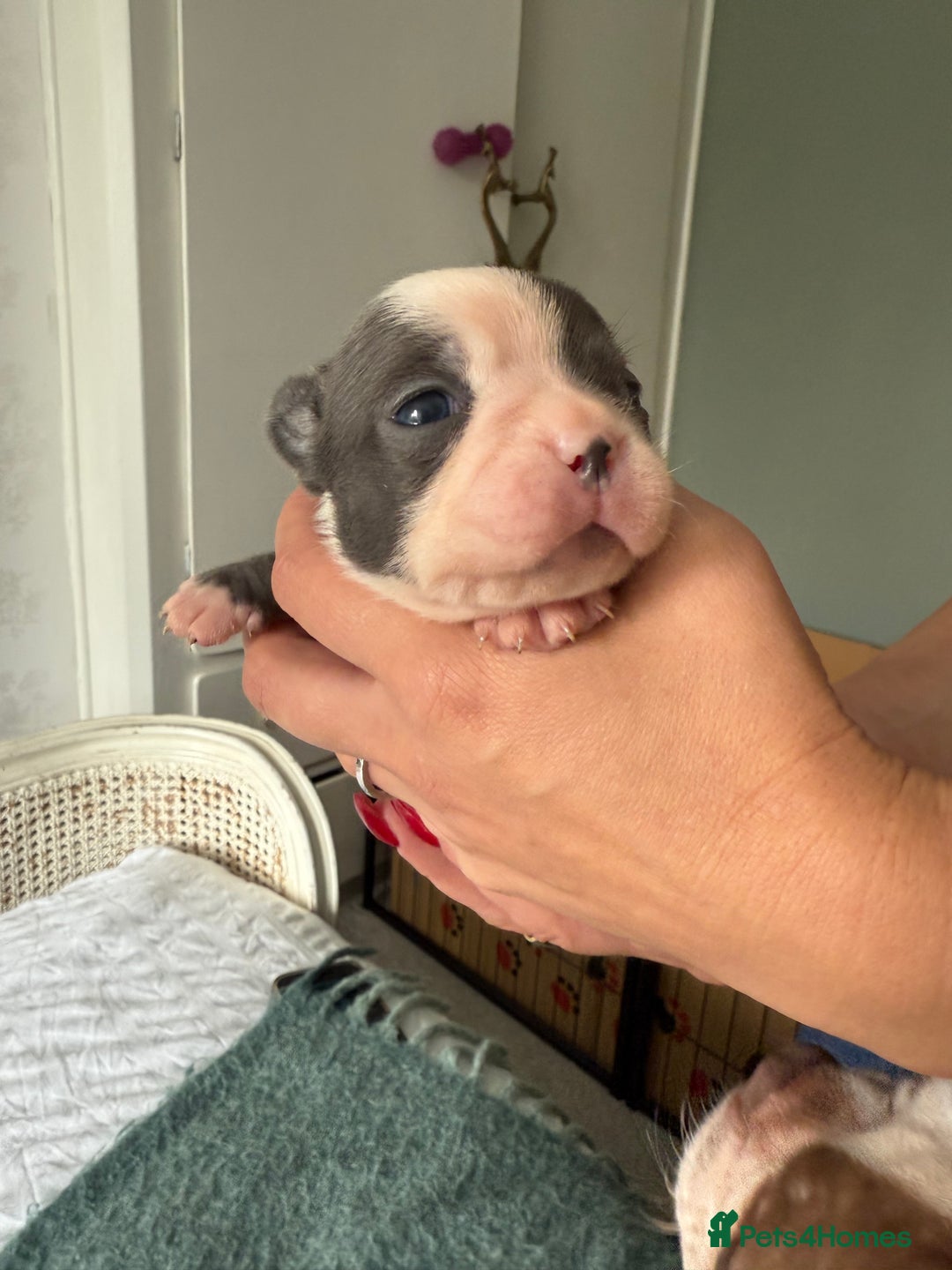 Boston Terrier dogs for sale: Exceptional Blue Boston Terrier Puppies 💙🐾 - Image 9