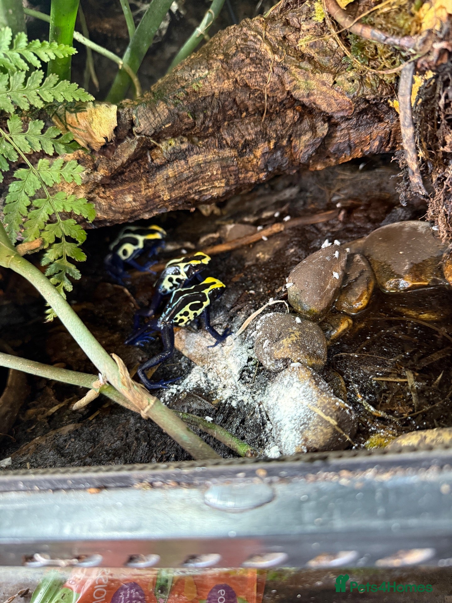 Frog reptiles cobalt dart frog Dendrobates tinctorius - Advert 1