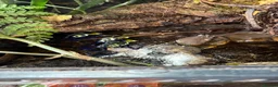 Frog reptiles for sale: cobalt dart frog Dendrobates tinctorius - Advert 1