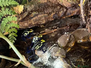 Frog reptiles cobalt dart frog Dendrobates tinctorius - Advert 1