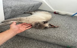 British Shorthair cats for sale: Milo Friendly British Shorthair (11 months) - Image 4