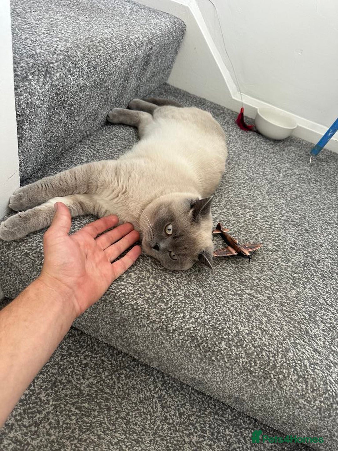 British Shorthair cats for sale: Milo Friendly British Shorthair (11 months) - Image 4