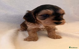 Cockapoo dogs for sale: F1 Cockapoo puppies, KC parents, health tested! - Image 11