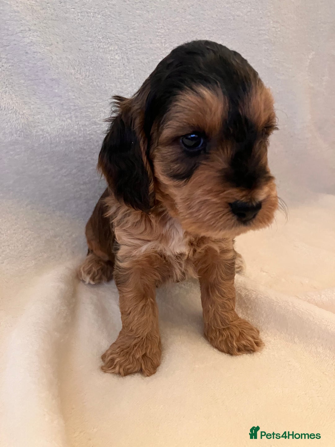 Cockapoo dogs for sale: F1 Cockapoo puppies, KC parents, health tested! - Image 11