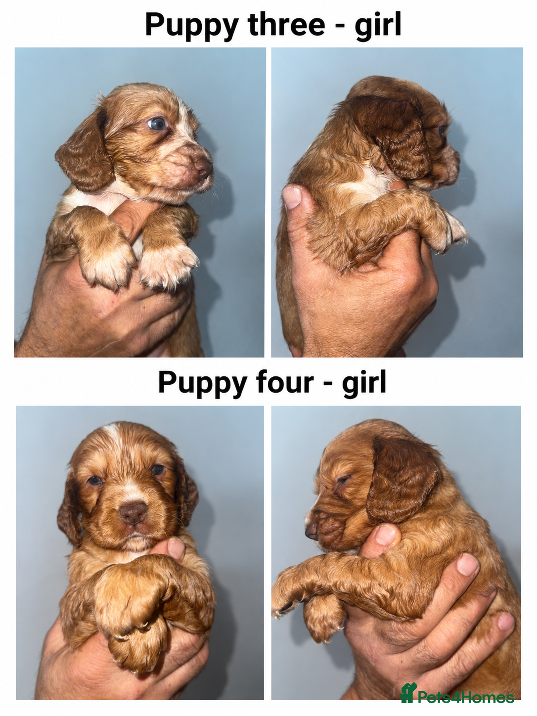 Cocker Spaniel dogs Full pedigree beautiful show cocker spaniels  - Advert 4