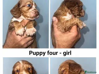 Cocker Spaniel dogs Full pedigree beautiful show cocker spaniels - Advert 4