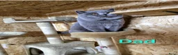 British Shorthair cats for sale: Beautiful GCCF BSH Kittens – Loving Forever Homes - Advert 19