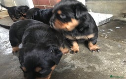 Rottweiler dogs for sale: Rottweiler Puppies with Pedigree Papers - Image 3