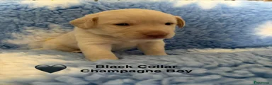 Labrador Retriever 5