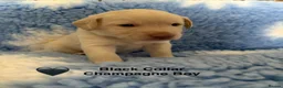 Labrador Retriever dogs for sale: KC registered Silver/Champagne/Charcoal Labradors - Advert 6
