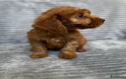 Cockapoo dogs for sale: Adorable Cockapoos looking for forever homes - Image 28