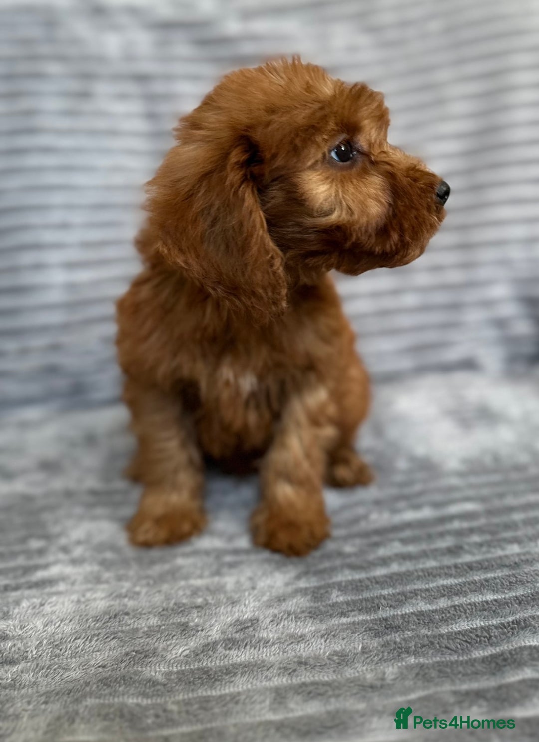 Cockapoo dogs for sale: Adorable Cockapoos looking for forever homes - Image 28