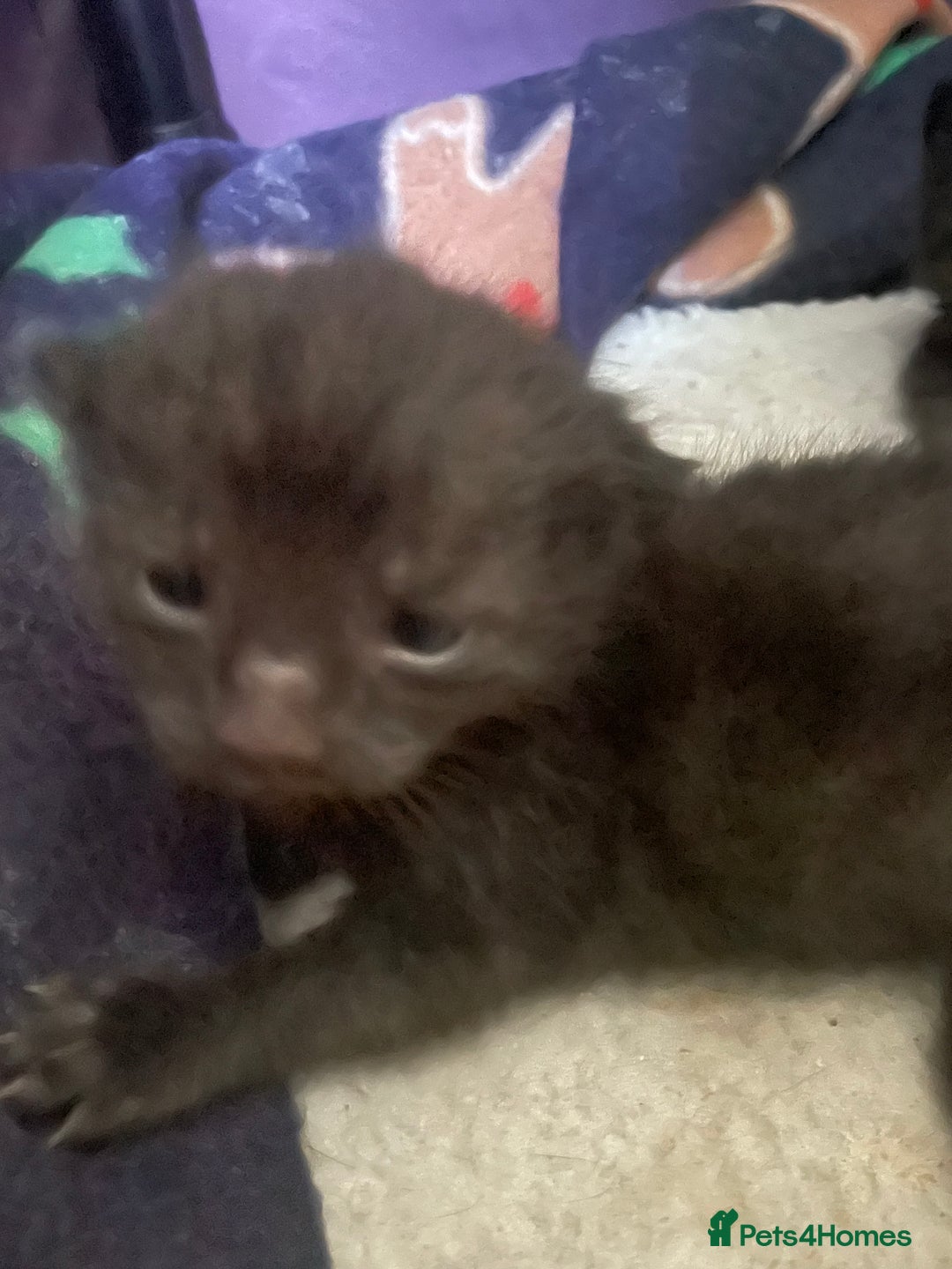 Russian Blue cats for sale: Russian blue mix  - Image 20