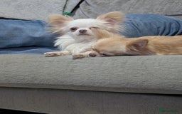Chihuahua dogs for sale: 2 year old Small cream chihuahua boy - Image 3