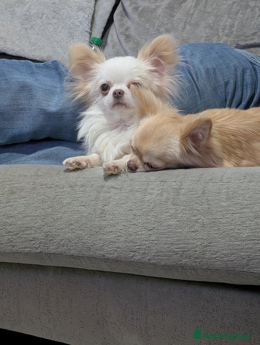 Chihuahua dogs for sale: 2 year old Small cream chihuahua boy - Image 3