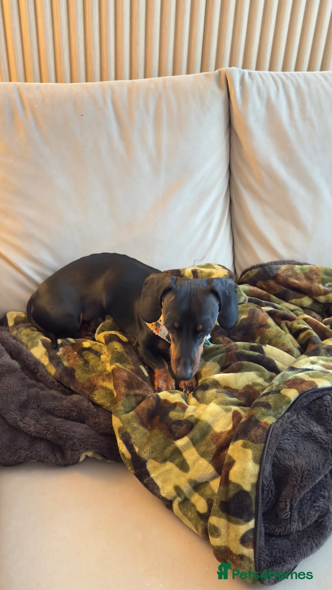 Miniature Dachshund dogs for sale: 2 year old miniature dachshund for sale in Milton Keynes - Advert 3
