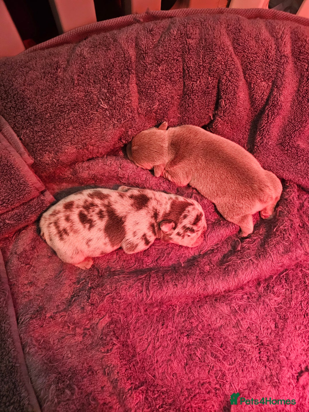 Mixed Breed dogs for sale: Micro exotic,s. - Advert 16