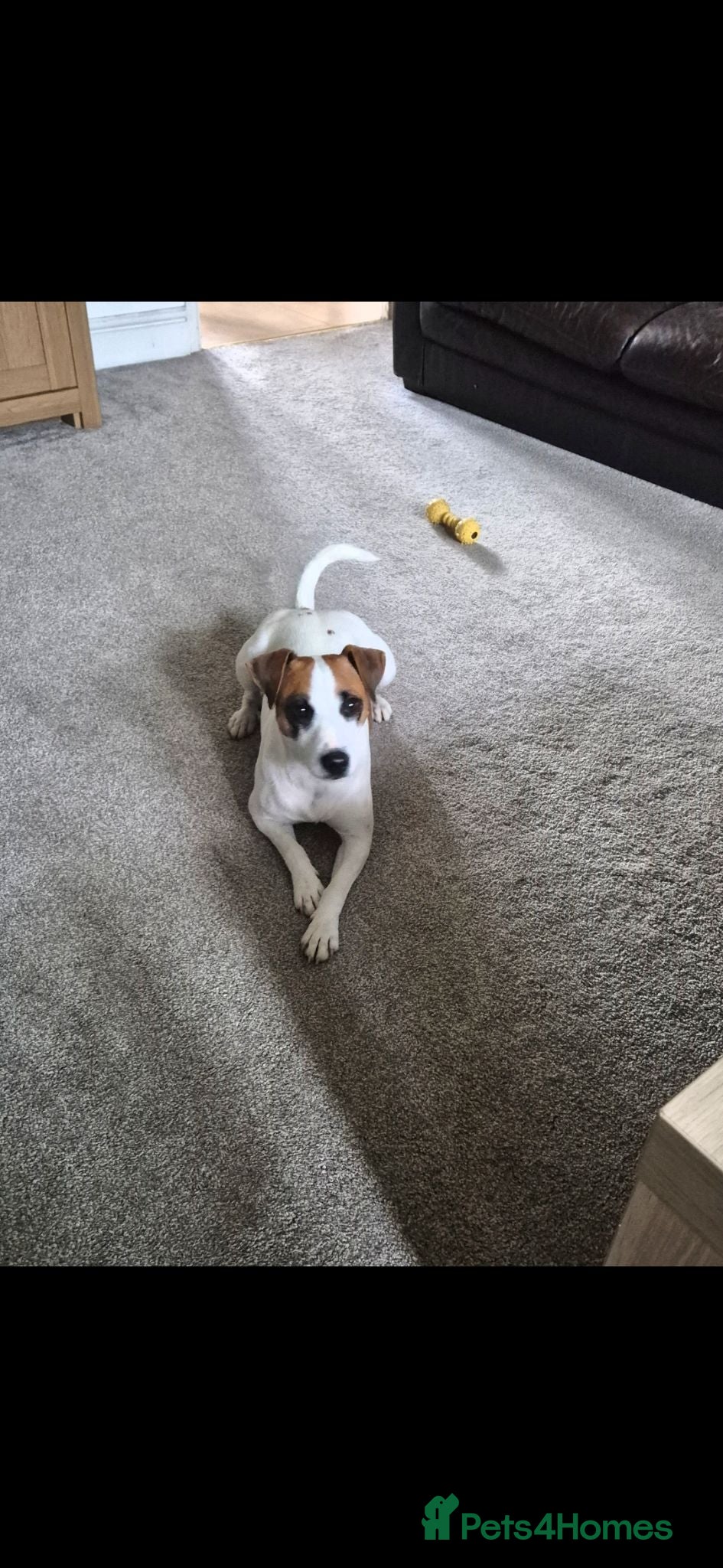 Jack Russell dogs Jack Russel puppies  - Advert 1
