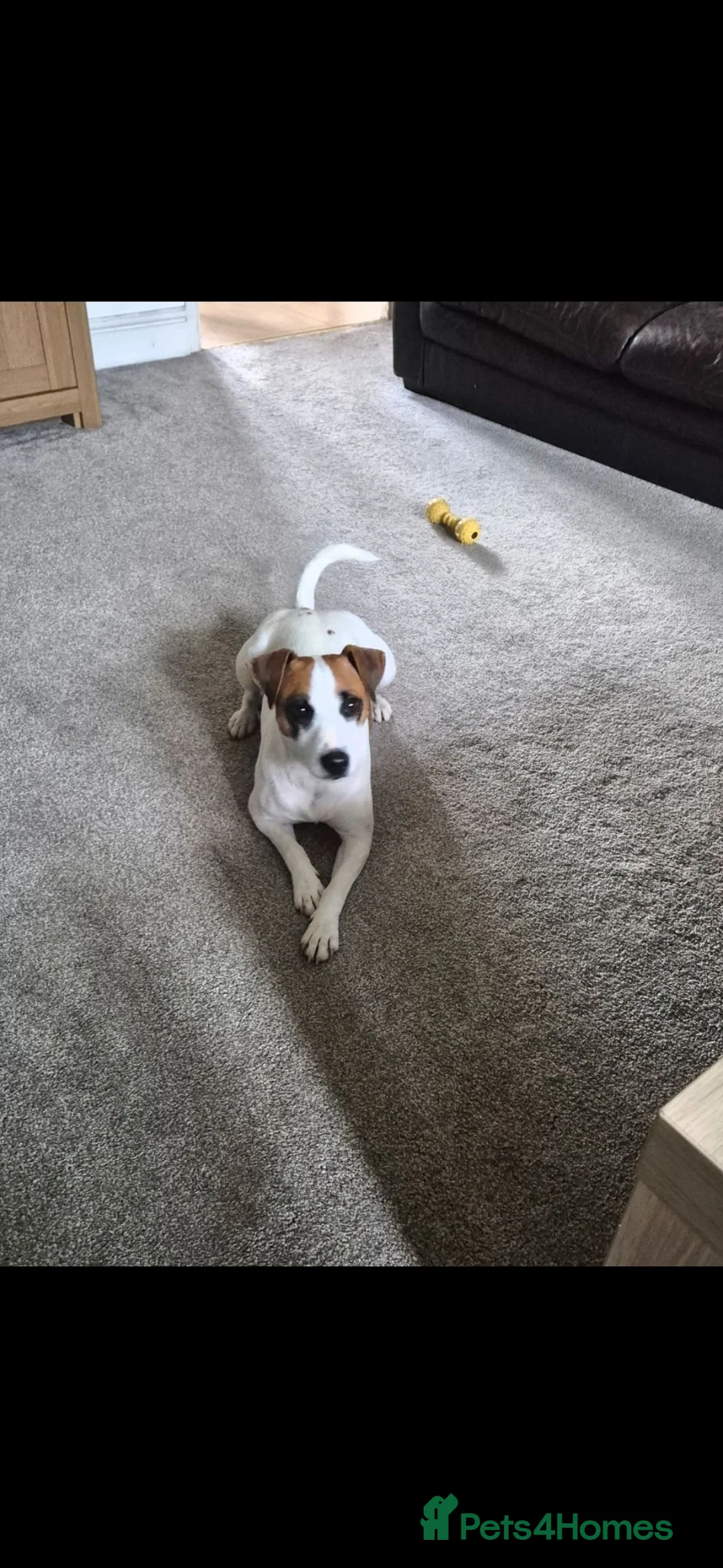 Jack Russell dogs for sale: Jack Russel puppies  - Advert 1